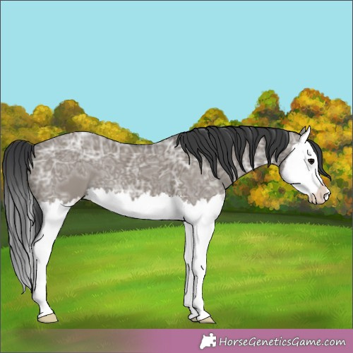 Horse Color:Grullo Ice Splash