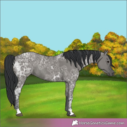 Horse Color:Grullo Ice Rabicano 