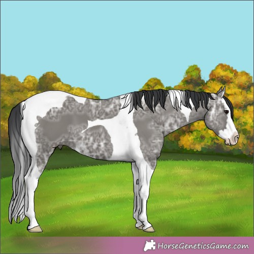 Horse Color:Grullo Ice Splash Tobiano 