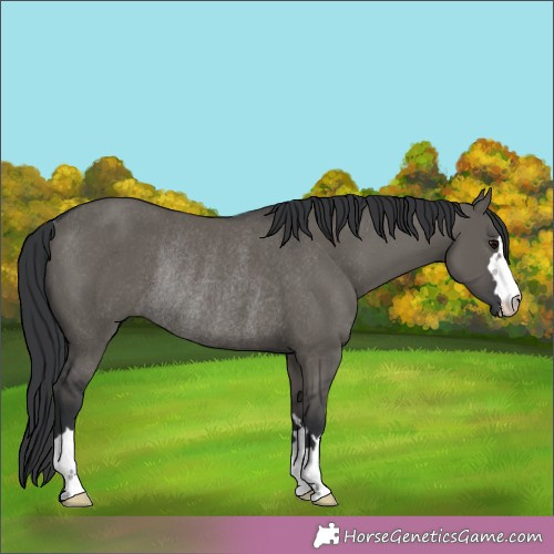 Horse Color:Grullo Rabicano 