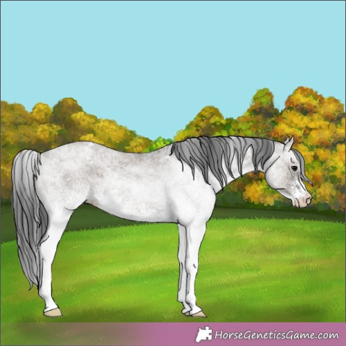 Horse Color:White Spotted Grullo 