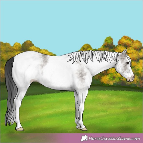 Horse Color:White Spotted Grullo Ice