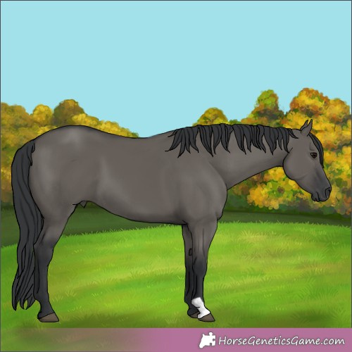 Horse Color:Grullo 
