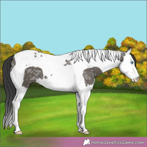 Horse Color:Grullo Ice Splash Tobiano 