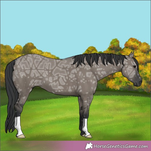 Horse Color:Grullo Ice 