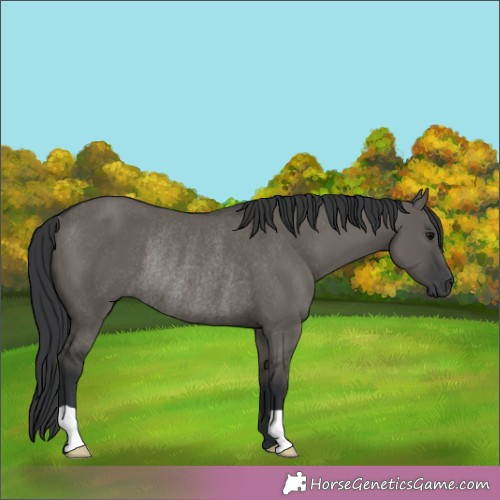 Horse Color:Grullo Rabicano 