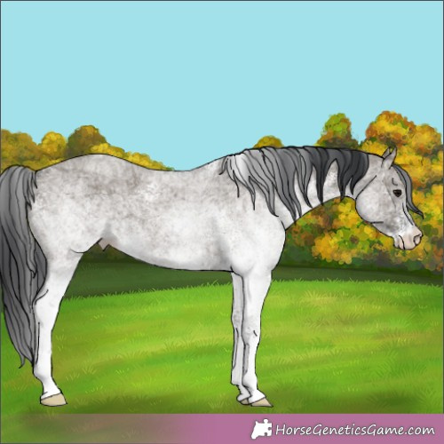 Horse Color:White Spotted Grullo Ice 