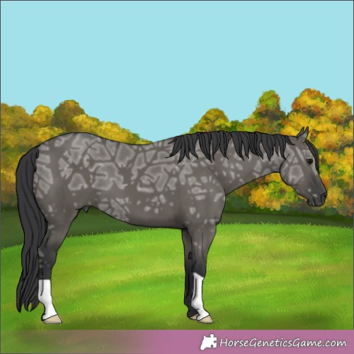 Horse Color:Grullo Ice 