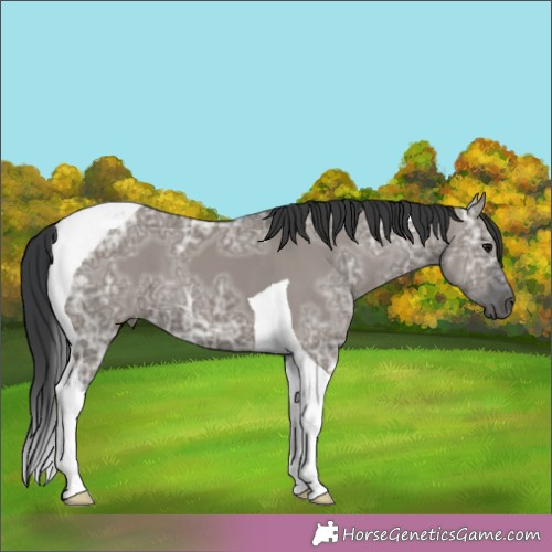 Horse Color:Grullo Ice Tobiano