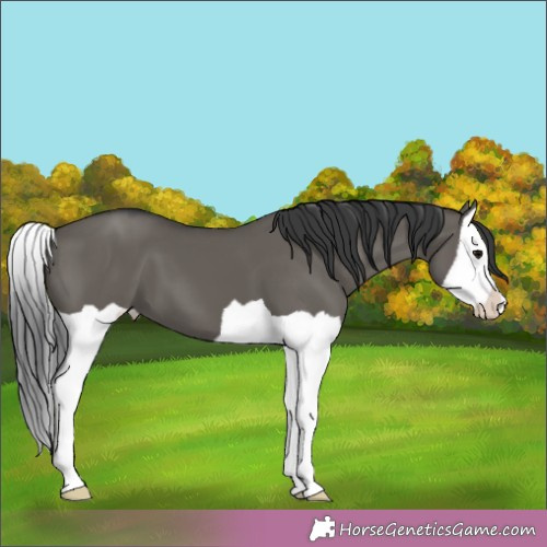 Horse Color:Grullo Splash 