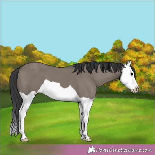 Horse Color:Grullo Splash 