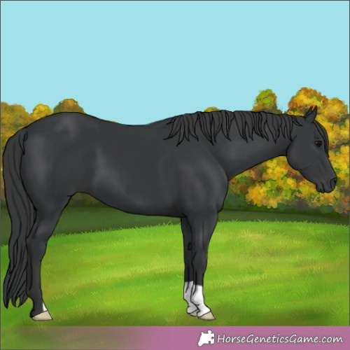 Horse Color:Black 