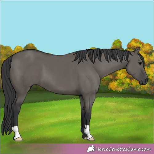 Horse Color:Grullo 
