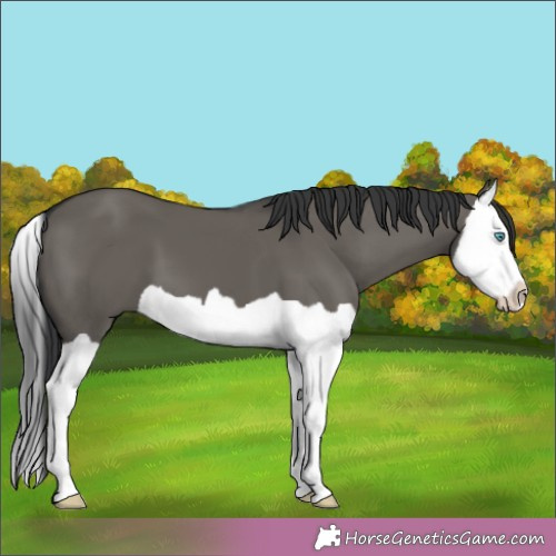 Horse Color:Grullo Splash 