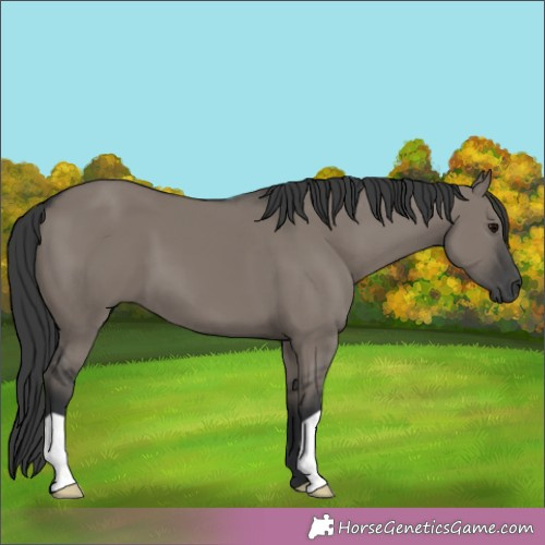 Horse Color:Grullo 