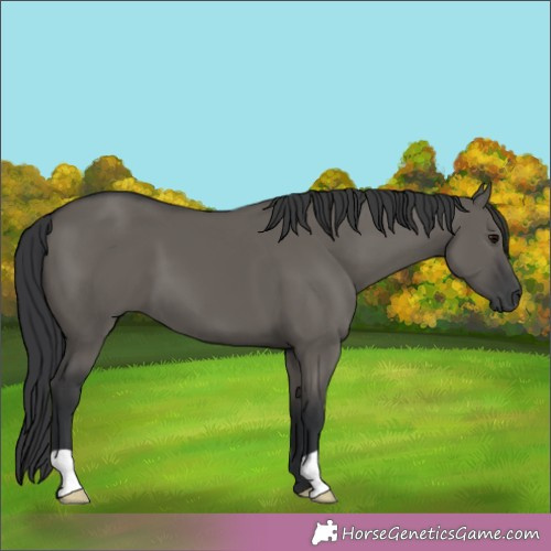 Horse Color:Grullo 