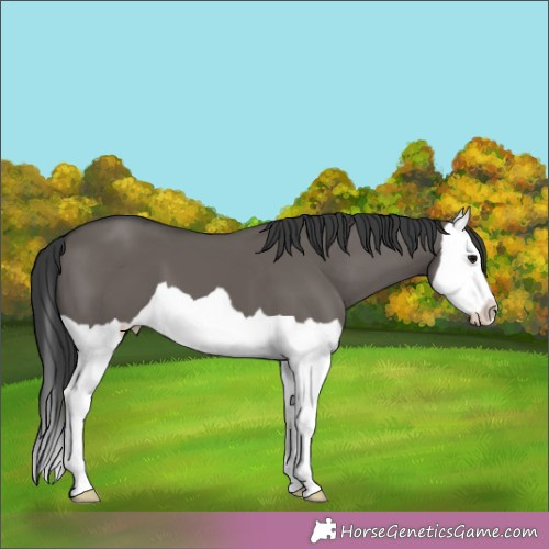 Horse Color:Grullo Splash
