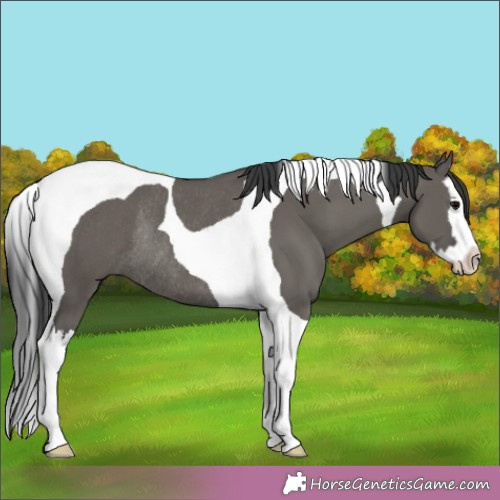 Horse Color:Grullo Splash Tobiano Rabicano