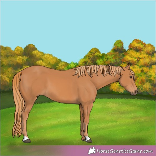Horse Color:Chestnut 