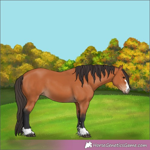 Horse Color:Bay 