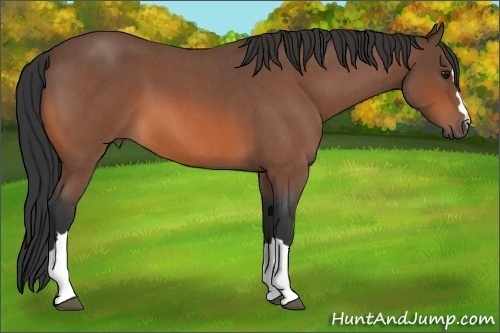 Horse Color:Bay Roan 