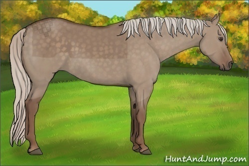 Horse Color:Silver Grullo