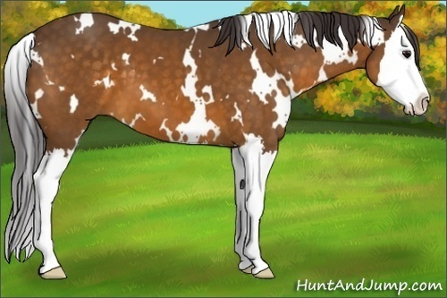 Horse Color:White Spotted Buckskin Splash 