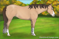 Horse Color:Amber Champagne Splash 