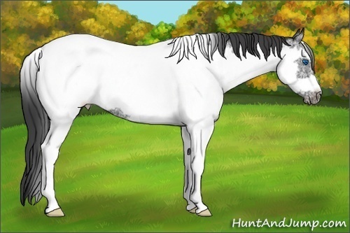 Horse Color:White Spotted Black Tobiano Frame Appaloosa Rabicano 