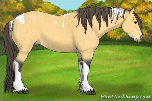 Horse Color:Buckskin Tobiano