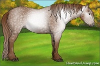 Horse Color:Unknown 