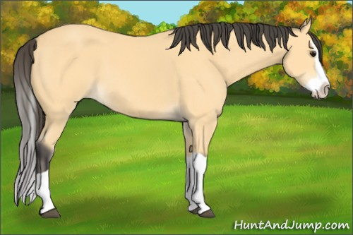 Horse Color: Unknown 