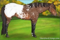 Horse Color:Bay Appaloosa 