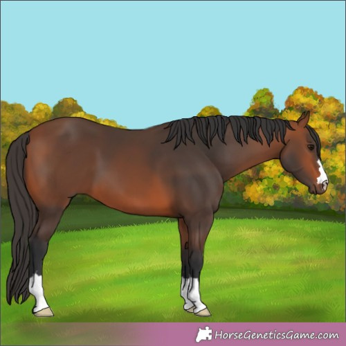 Horse Color: Bay 