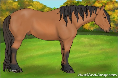 Horse Color: Bay 