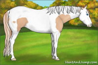 Horse Color:Gold Champagne Splash Tobiano 