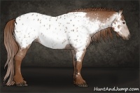 Horse Color:Gray Chestnut Near Leopard 