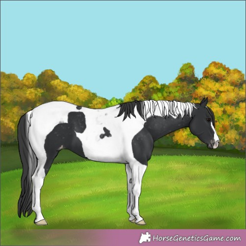 Horse Color:Black Tobiano Appaloosa 