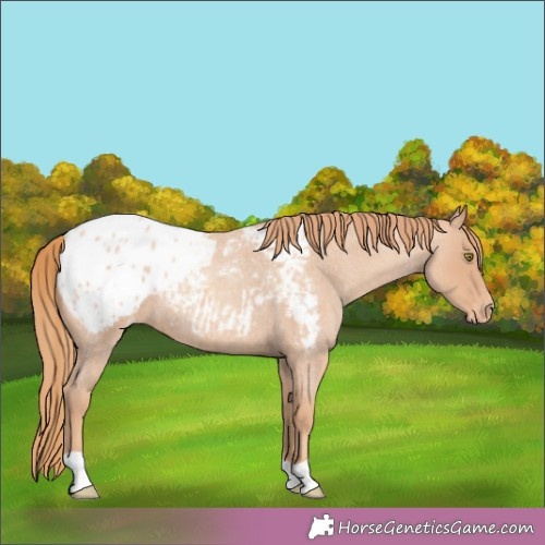 Horse Color:Gold Champagne Roan Appaloosa 