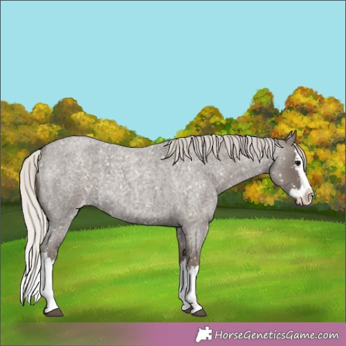 Horse Color:Silver Blue Roan Splash Appaloosa 