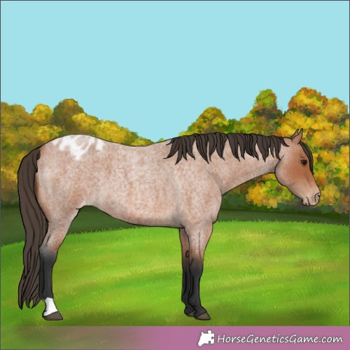 Horse Color:Brown Roan Appaloosa 