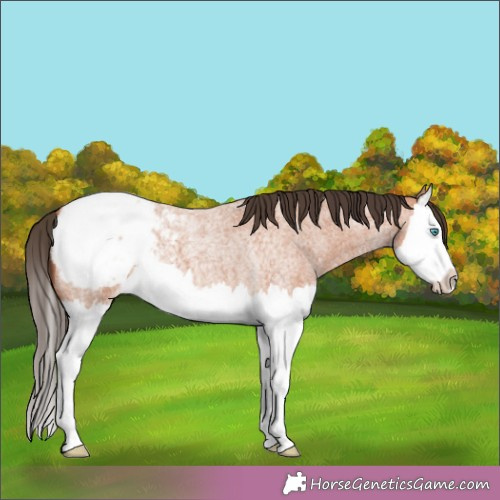 Horse Color:Bay Roan Splash Appaloosa 