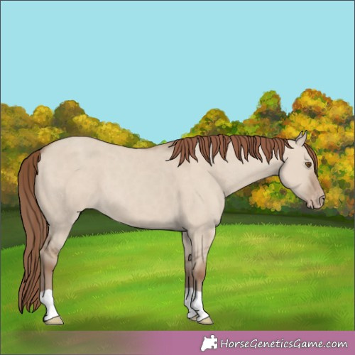 Horse Color:Classic Champagne Dun Appaloosa 