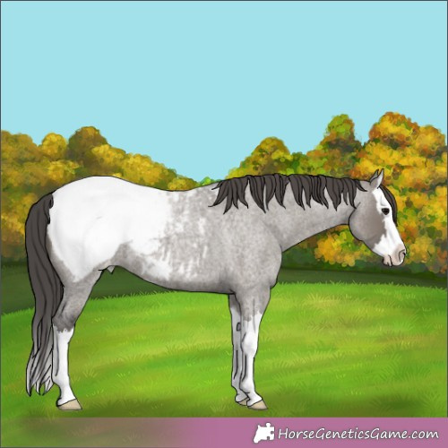 Horse Color:Grullo Roan Splash Appaloosa 