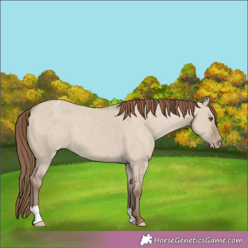 Horse Color:Classic Champagne Dun Appaloosa 