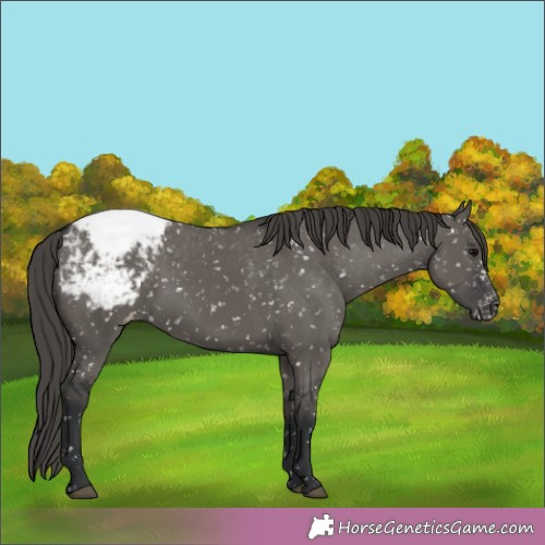 Horse Color:Grullo Appaloosa 