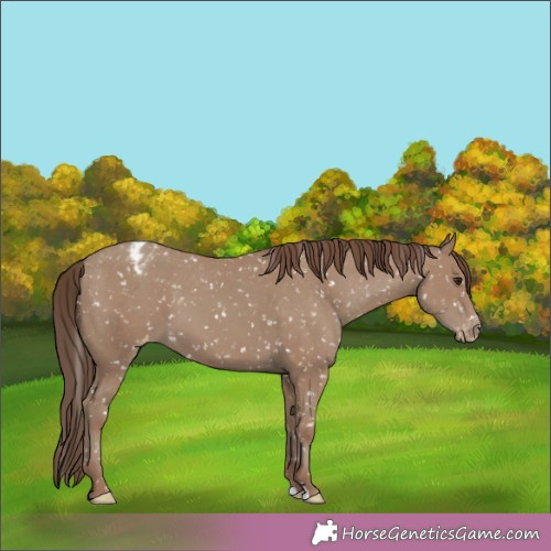 Horse Color:Classic Champagne Appaloosa 