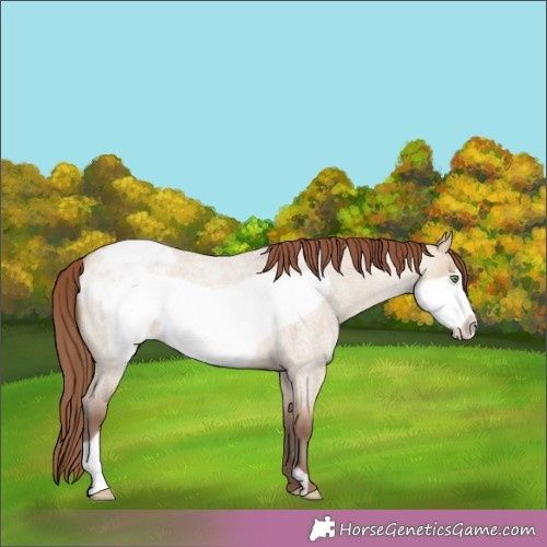 Horse Color:Sable Champagne Roan Dun Frame Appaloosa 