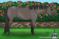 Horse Color:Buckskin Dun 