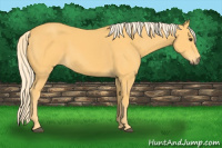 Horse Color:Palomino 
